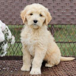 Miluj�c� �t��ata Goldendoodle!