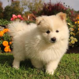 Miluj�c� pomeransk� �t��ata!