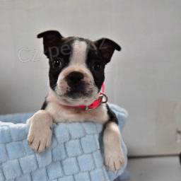 Okouzluj�c� �t��ata bostonsk�ho teri�ra!