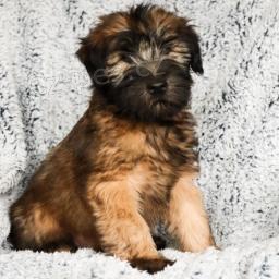 Mil� �t���tka s m�kk�m potahem p�eni�n�ho teri�ra!