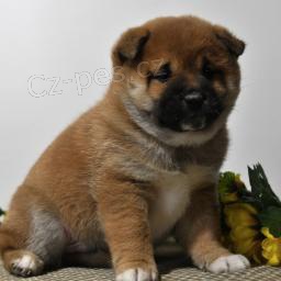 Rozko�n� �t��ata Shiba Inu!