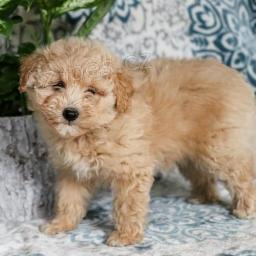 sladk� �t���tka Eskipoo!