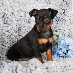 sladk� a rozko�n� �t���tka Mini Pinscher!