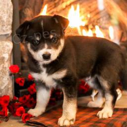Rozko�n� �t���tka Pomsky