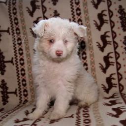 Okouzluj�c� �t��ata Aussiedoodle