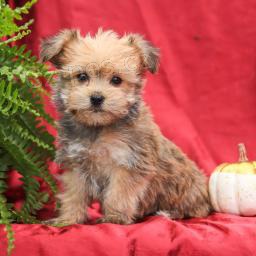 Vz�cn� �t���tka Morkie