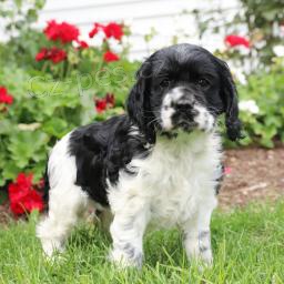 Miluj�c� �t��ata kokr�pan�l�