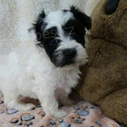 Jemn� �t���tka Havachon