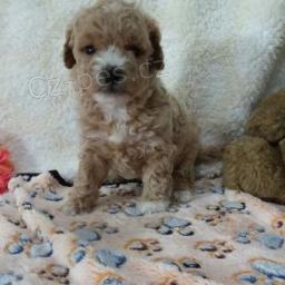 Sladk� �t��ata Bichpoo