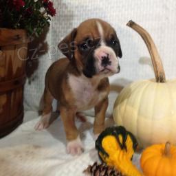 rozko�n� �t���tka boxera