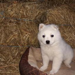 Okouzluj�c� americk� �t���tka Eskimo