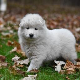 Sladk� samojedsk� �t��ata