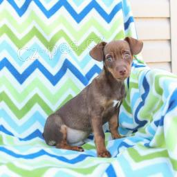 Bla�en� �t��ata krys�ch teri�r�