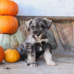 �umiv� �t��ata miniaturn�ho kn�ra�e