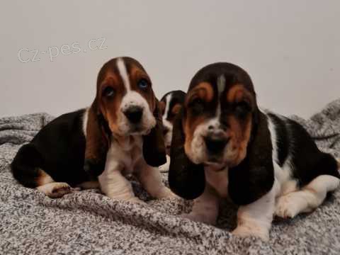 Kr�sn� �t���tka Basset Hound