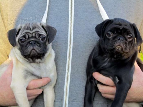 �t��ata Mops s PP 