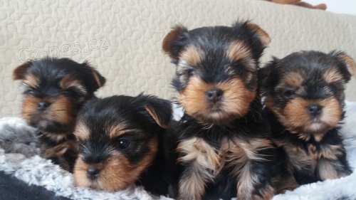 York teri�r - �t�n�tka 