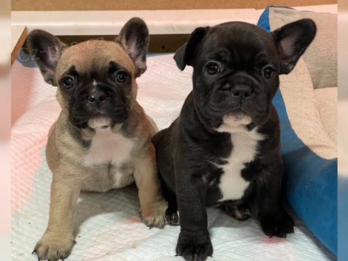 Fr. Buldok �t��ata, FCI