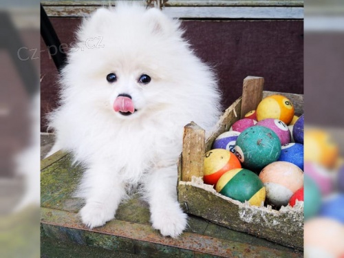 N�meck� �pic �t��ata FCI