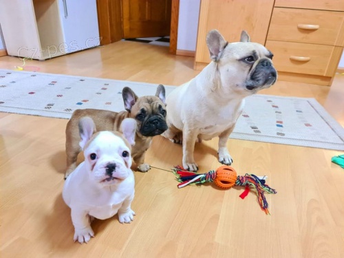 Fr. Buldok �t��ata s rodokmenem FCI