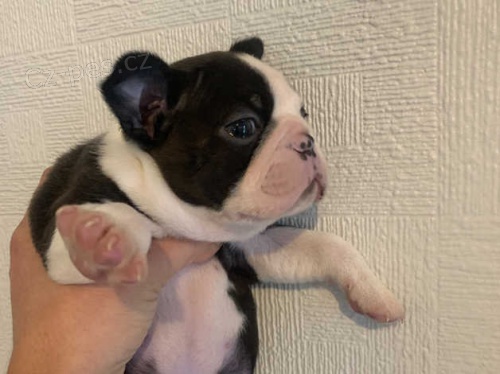 Bostonsk� teri�r