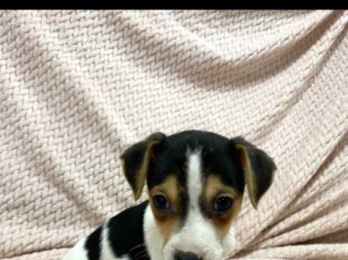 Jack Russell �t��ata