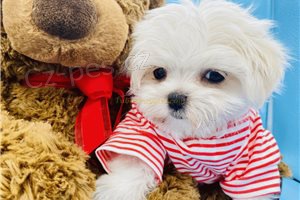 malt�zsk� �t��ata