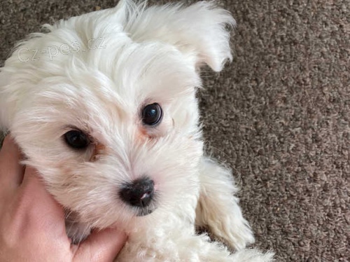 malt�zsk� �t��ata