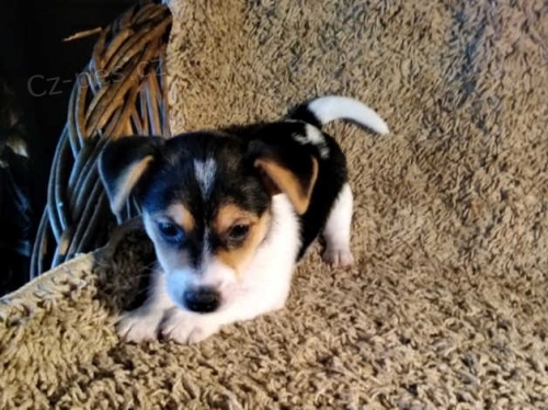 Jack Russell �t��ata