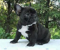 francouzsk� buldok �t��ata