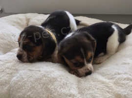 BEAGLE �T��ATA