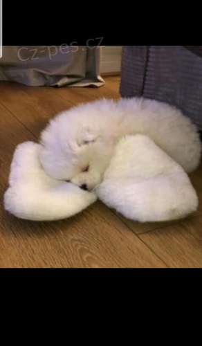 Zlat� retr�vr na prodej bez PP