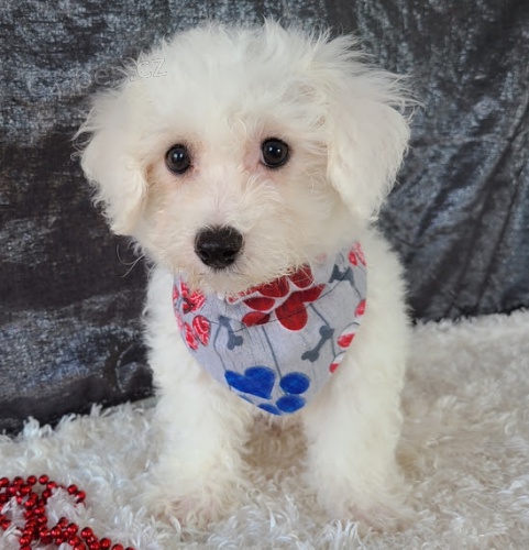 Sn�hob�l� bi�onek �t��ata jsou nyn� k prodeji.