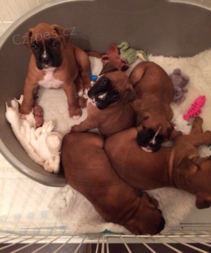 Zdrav� a od�erven� �t��ata n�meck�ho boxera k adopci.