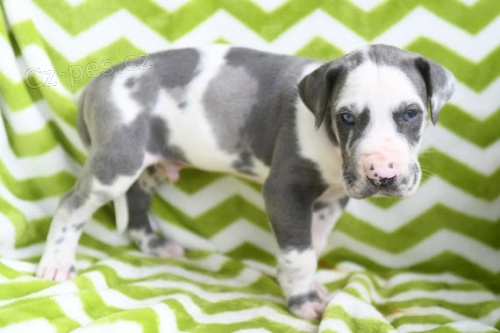 N�meck� doga �t��ata na prodej