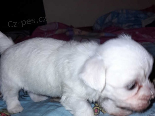 malt�zsk� �t��ata