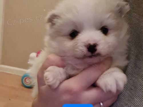 k dispozici kr�sn� pomeransk� �t��ata