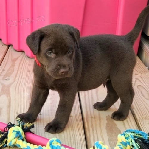 �t��ata labradorsk�ho retr�vra na prodej.