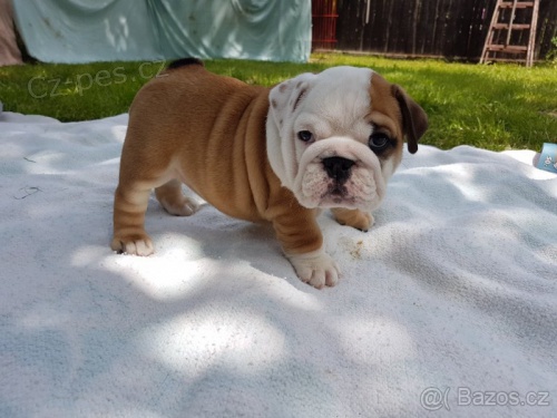 Zdrav� a o�kovan� �t��ata anglick�ho buldoka na prodej.