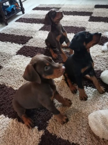 �t��ata dobermana jsou k dispozici pro p�esm�rov�n�.