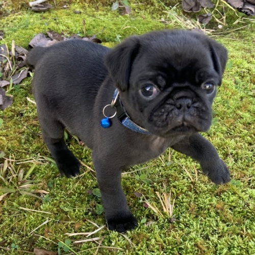 Kr�sn� o�kovan� �ern� a b�ov� �t��ata mops� na prodej. 