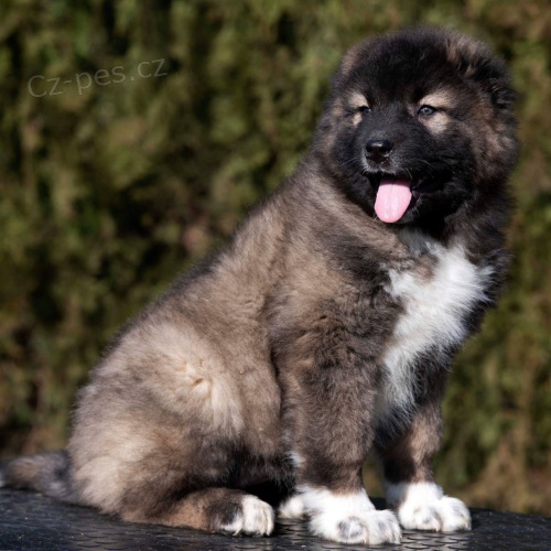 Kavkazsk� pasteveck� pes