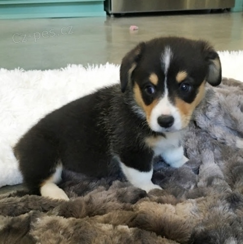 �t��ata Welsh Corgi Pembroke na prodej.