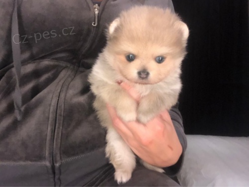 Pomeransk� kr�sn� d�ti na prodej.