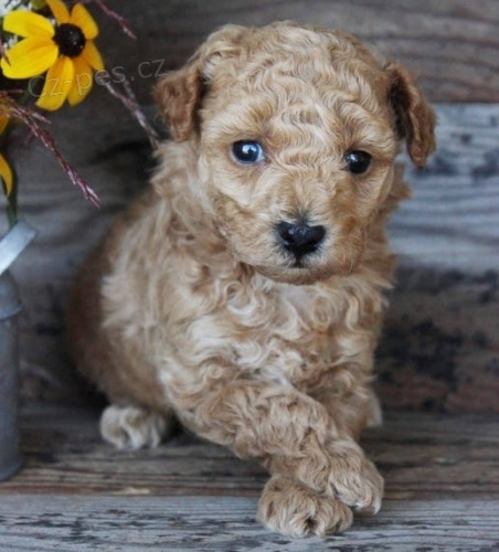 �t��ata trpasli��ch pudl� na prodej.