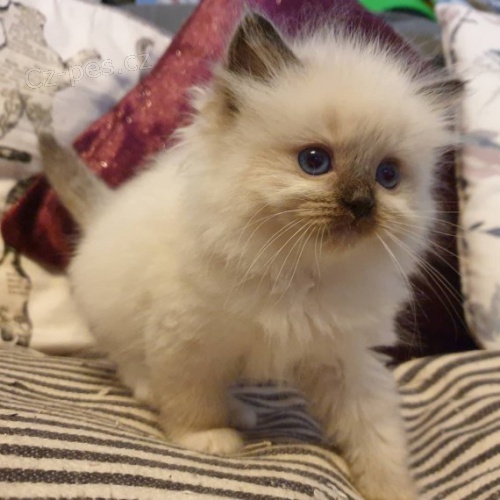 Prodej ko�at Ragdoll