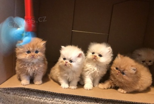 Kr�sn� a zdrav� persk� ko��tka �t��ata na prodej.