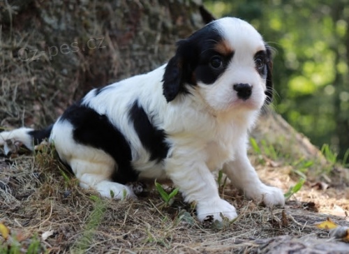 King Charles �pan�l �t��ata na prodej.