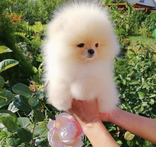 �t��ata pomeran�e