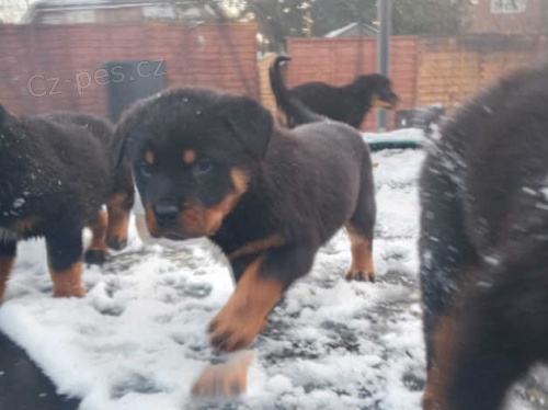 Rotvajler �t��ata